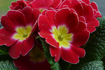 primula vulgaris red and yellow colored in spring