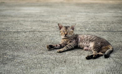 A stray tabby cute cat.