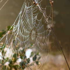 Tangled web