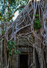 Au coeur de la jungle cambodgienne, le temple de Ta Prohm