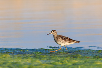 black tailed godwit