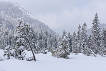 Fototapeta premium alps in winter with heavy snow 