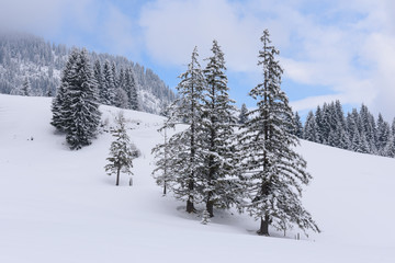 forest in winter with heavy snow 