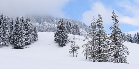 forest in winter with heavy snow 