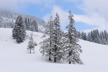 forest in winter with heavy snow 