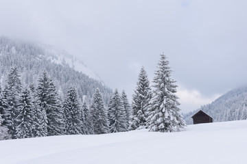 forest in winter with heavy snow 