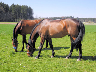 zwei Pferde grasen auf einer grünen Wiese
