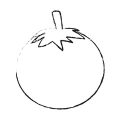 Tomato fresh vegetable on black and white sketch colors vector illustration