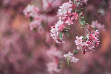 Vivid color of Cherry Blossom or pink Sakura flower on blue sky 
