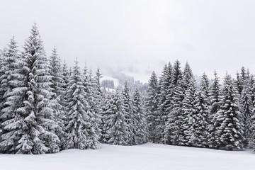 Fototapeta na wymiar snow trees