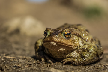 Frog close portrait near bog