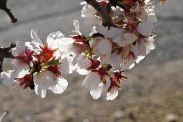 Flor almendro