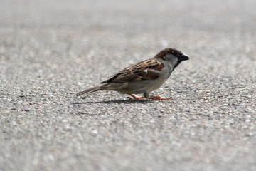 Spatz am Boden