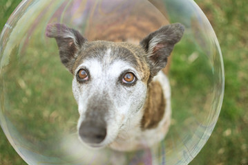 Funny greyhound watching soap bubbles
