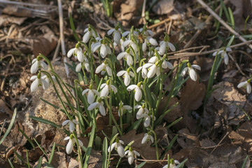 Spring Flower