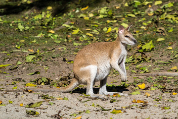 Flinkwallaby - Macropus agilis