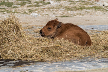 junger Waldbison - Bison bison athabascae