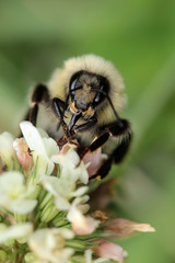 Hummel -Bombus-auf weißer Blüte in Hochformat
