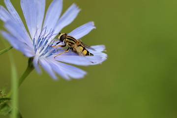 Insekt auf blauer Blüte vor grünem Hintergrund © ReNi