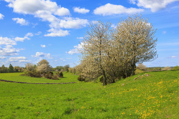 Flowering cherry trees