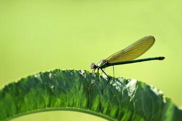 Libelle auf grünem Blatt