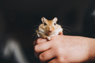 a cream gerbil in the hands of a child