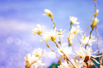 Obraz na płótnie Canvas White magnolia flowers 