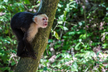 Capuchin Monkey Sitting in a Tree