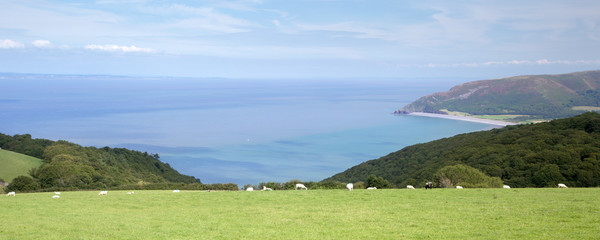 Sheep grazing on farmland overlooking porlock bay exmoor somerset uk