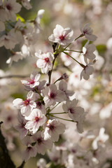 Japanese cherry tree detail of flowers