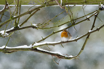 Rotkehlchen im Winter auf schneebedecktem Ast
