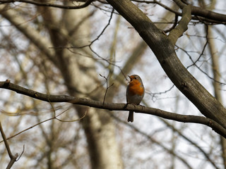 Singendes Rotkehlchen im Frühjahr