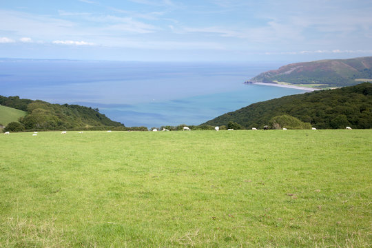 Sheep grazing on fields overlooking porlock bay exmoor somerset uk