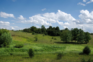 Countryside landscape with wild herbs, trees, blue sky and white clouds.