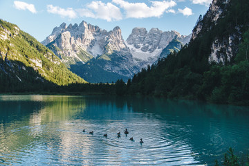 Fototapeta na wymiar Lago di Landro with family of ducks in the foreground, Dolomites, Italy