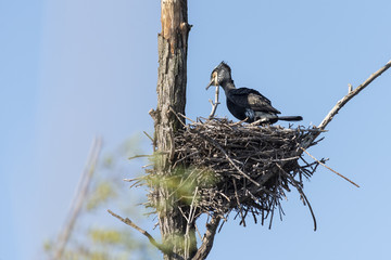 a big cormorant landed on the nest