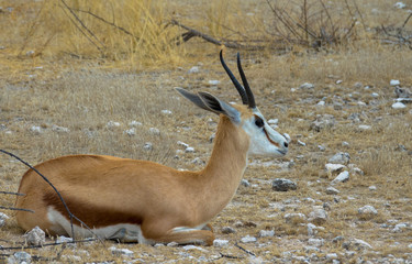 Antilope, liegend