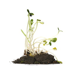germination of sunflower isolated on white background