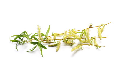 young weeping willow twigs isolated on white background, with clipping path © dule964
