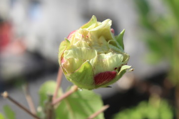 Happiness radiates like the fragrance from a flower and draws all good things towards you