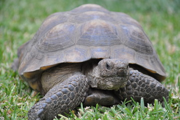 desert tortoise