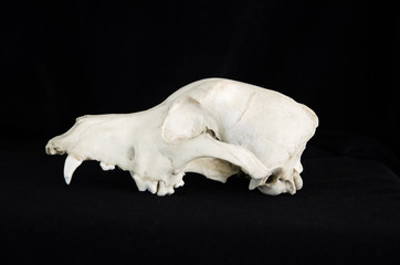 Czaszka © KrólestwoNauki