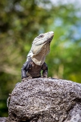 Iguana on a rock basking in the sun