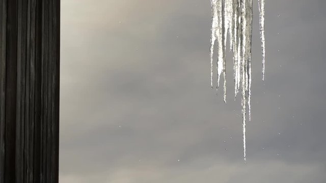 Water dripping from icicles 