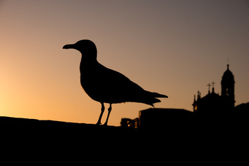 porto seagull