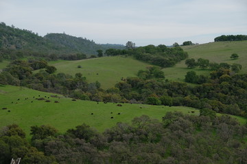 Fototapeta na wymiar cow pasture
