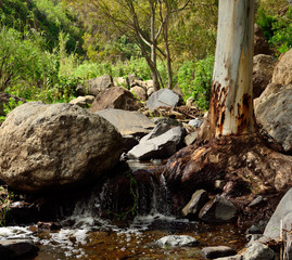 Naklejka na ściany i meble Ravine of Valsequillo with rain water, eucalyptus root and large rocks, Gran canaria