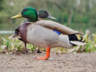 Mallards 
