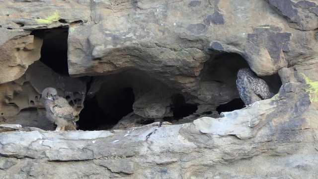 California Great Horned Owlet flaps wings in cliff cave nest.  Shot in the Santa Susana Pass area of the west San Fernando Valley area in Los Angeles.  