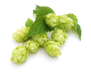 Green fresh hop.